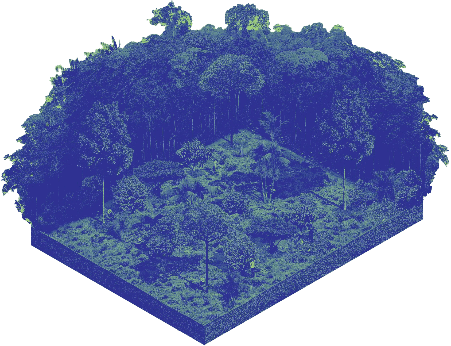 Imagem de floresta