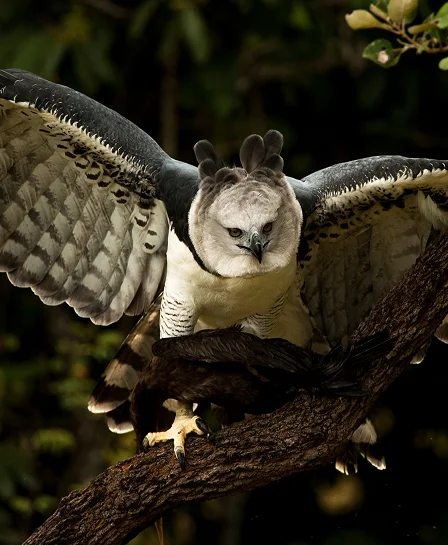 Imagem Harpia