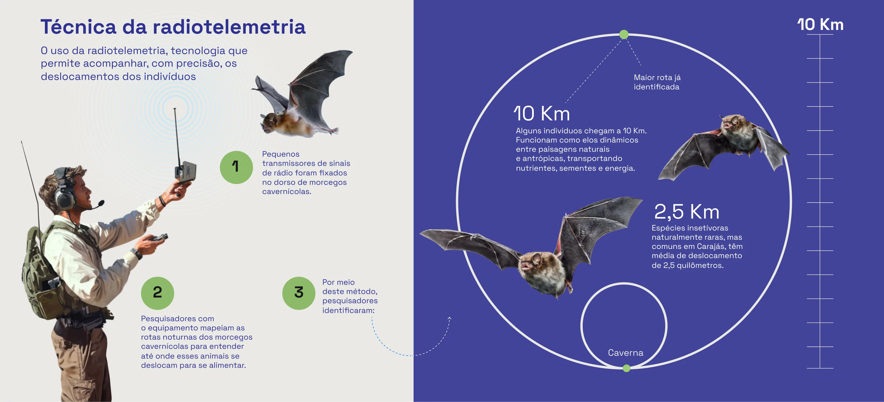 Infográfico morcegos