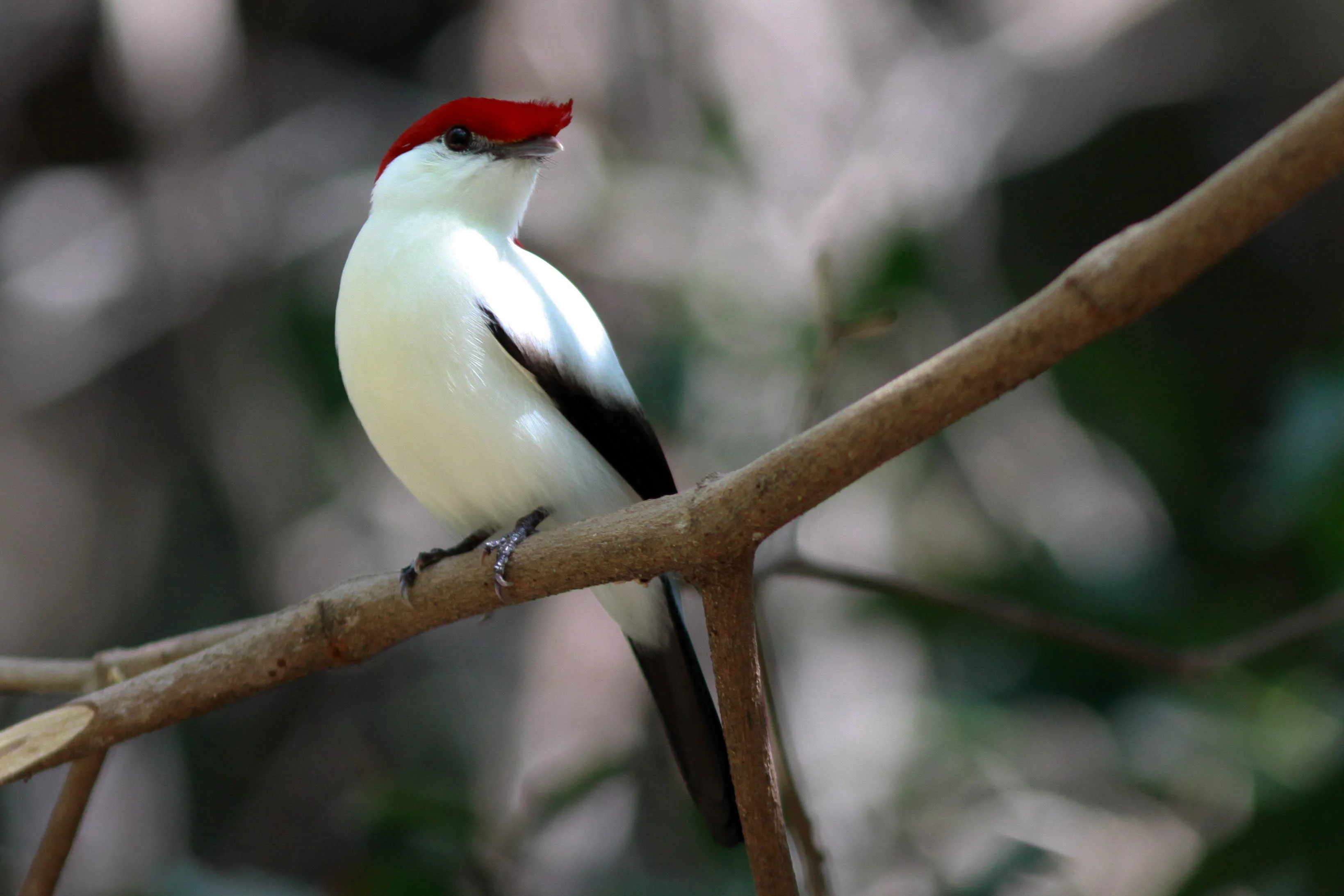 Foto soldadinho-do-araripe
