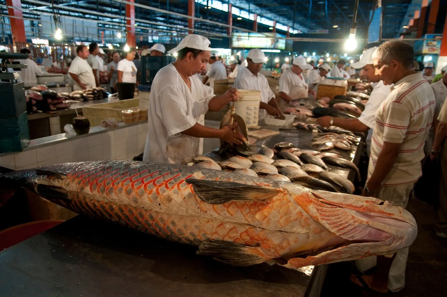 Venda de mercado do Pirarucu