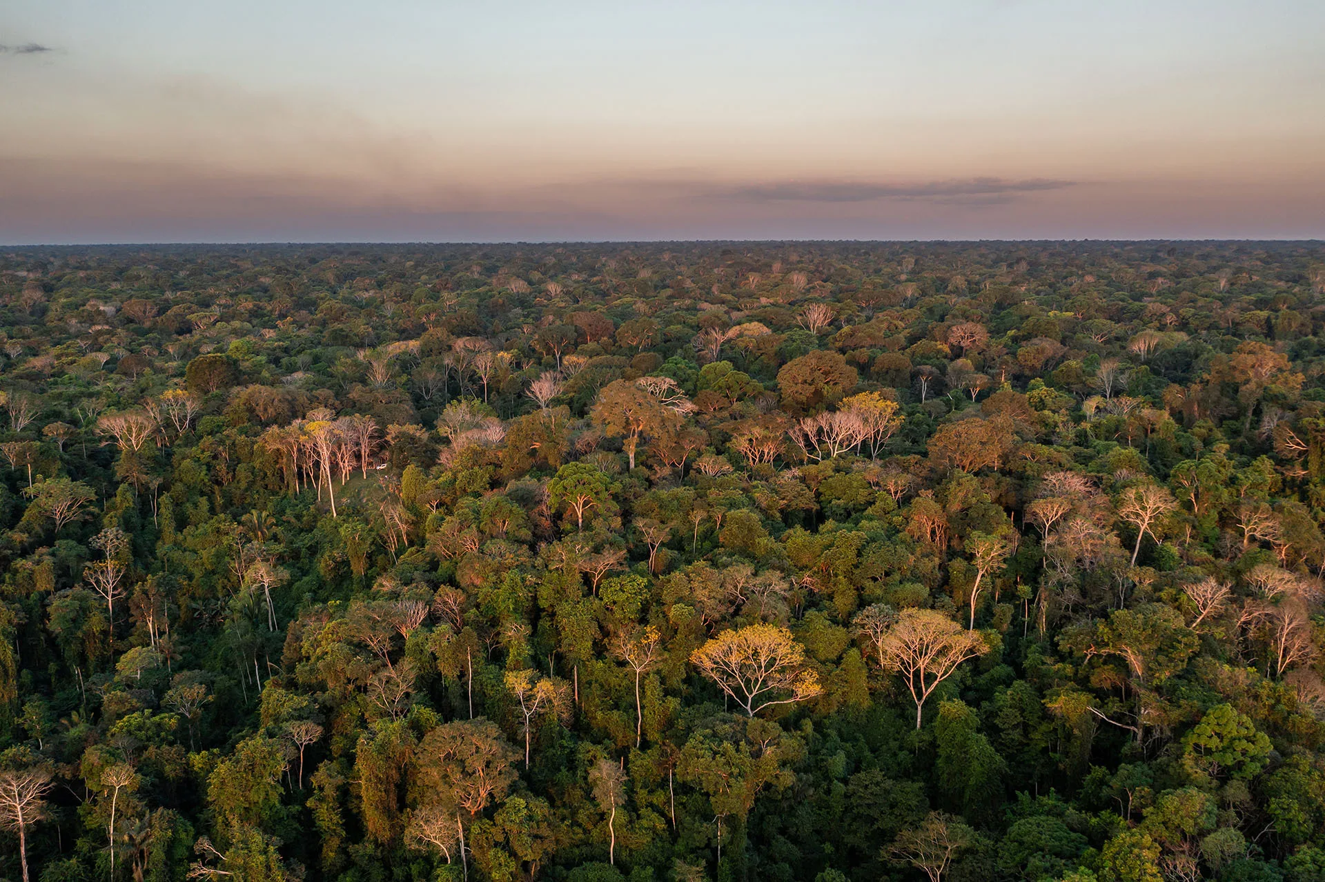Imagem de floresta